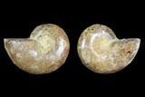 Cut & Polished Agatized Ammonite Fossil- Jurassic #131661-1